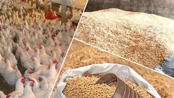 أحدث أسعار الأعلاف والحبوب في الأسواق