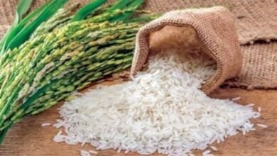 استقرار أسعار الأرز المحلى اليوم الثلاثاء 17-9-2024 في الأسواق