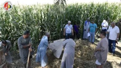 «عضو التحالف الوطني» ينفذ مشروعا زراعيا في المنيا - أخبار مصر